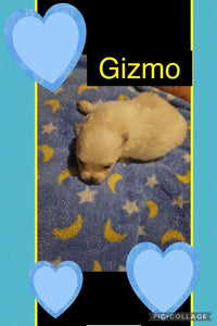 SOLD- Click On Picture For More Info- Deposit for Gizmo