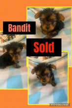 SOLD- Click On Picture For More Info- Deposit for Bandit