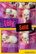 SOLD- Click On Picture For More Info- Deposit for Lilly