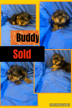 SOLD- Click On Picture For More Info- Deposit for Buddy