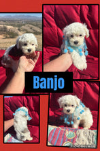 SOLD- Click On Picture For More Info- Deposit for Banjo