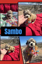 Click On Picture For More Info- Deposit for Sambo