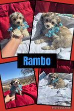 Click On Picture For More Info- Deposit for Rambo