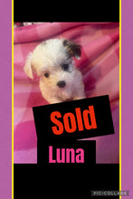 SOLD-Click On Picture For More Info- Deposit for Luna