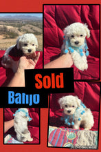 SOLD- Click On Picture For More Info- Deposit for Banjo