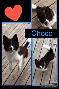 SOLD- BIG SALE- Click On Picture For More Info- Deposit for Choco