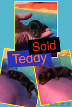 SOLD- Click On Picture For More Info- Deposit for Teddy