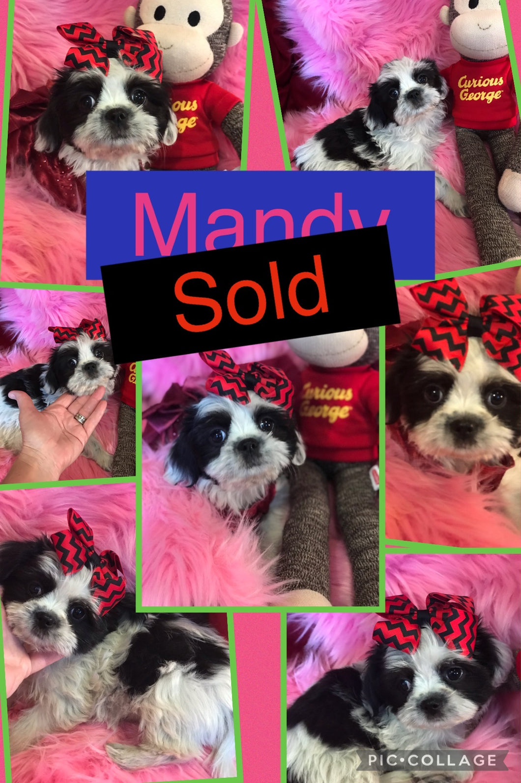 SOLD- Click On Picture For More Info- Deposit for Mandy