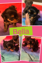 SOLD- Click On Picture For More Info- Deposit for Bella