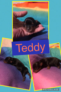 SOLD- Click On Picture For More Info- Deposit for Teddy