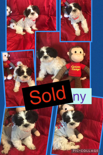 SOLD- Click On Picture For More Info- Deposit for Manny