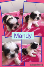 SOLD- Click On Picture For More Info- Deposit for Mandy