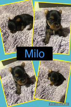 SOLD- Click On Picture For More Info- Deposit for Milo
