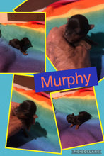 SOLD- Click On Picture For More Info- Deposit for Murphy