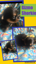 SOLD- Click On Picture For More Info- Deposit for Gizmo