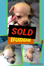 SOLD- Click On Picture For More Info- Deposit for Bubba