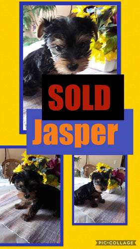 SOLD- Click On Picture For More Info- Deposit for Jasper