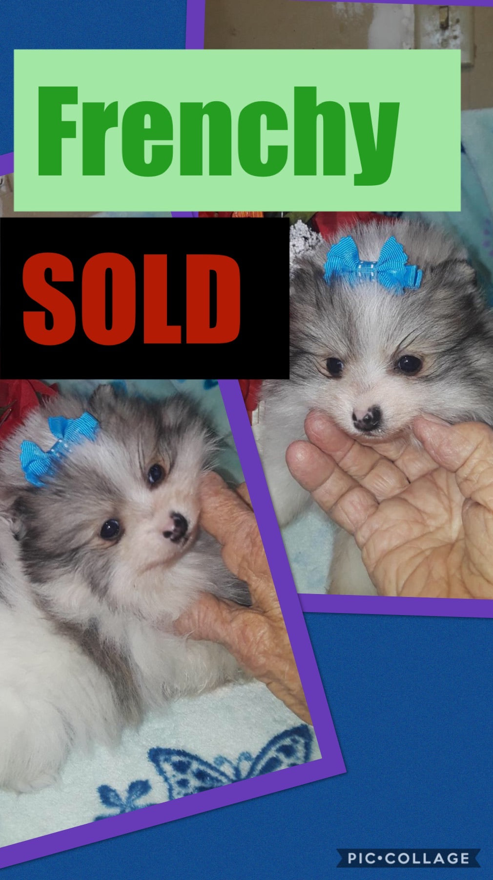 SOLD- Click On Picture For More Info- Deposit for Frenchy