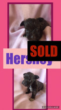 SOLD- Click On Picture For More Info- Deposit for Hershey