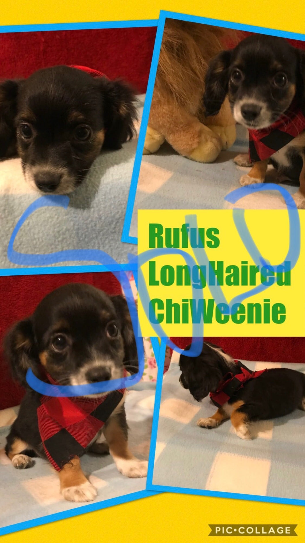 SOLD- Click On Picture For More Info- Deposit for Rufus