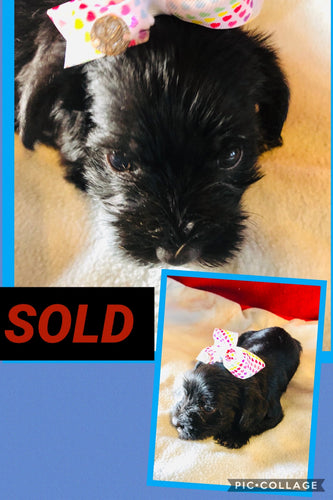 SOLD- Click On Picture For More Info- Deposit for Hybrid Schnauzer