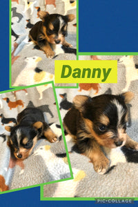 SOLD- Click On Picture For More Info- Deposit for Danny