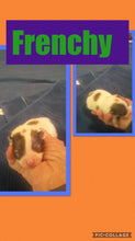 SOLD- Click On Picture For More Info- Deposit for Frenchy