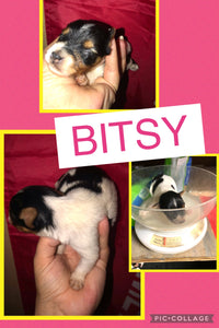 SOLD- Click On Picture For More Info- Deposit for Bitsy