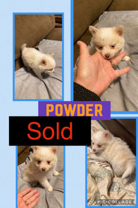SOLD- Click On Picture For More Info- Deposit for Powder