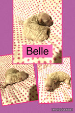 SOLD- Click On Picture For More Info- Deposit for Belle