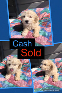 SOLD- Click On Picture For More Info- Deposit for Cash