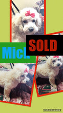 SOLD- Click On Picture For More Info- Deposit for Mick