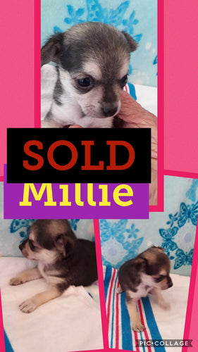 SOLD- Click On Picture For More Info- Deposit for Millie