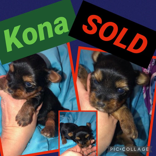 SOLD- Click On Picture For More Info- Deposit for Kona
