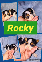SOLD- Click On Picture For More Info- Deposit for Rocky