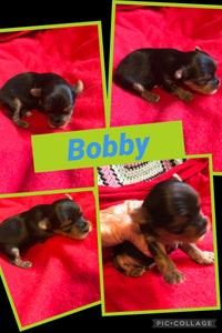 SOLD- Click On Picture For More Info- Deposit for Bobby