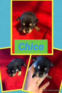 SOLD- Click On Picture For More Info- Deposit for Chico