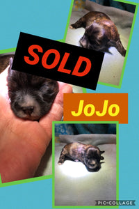 SOLD- Click On Picture For More Info- Deposit for JoJo