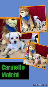 SOLD- Click On Picture For More Info- Deposit for Carmello