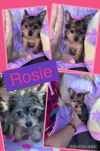 SOLD- Click On Picture For More Info- Deposit for Rosie