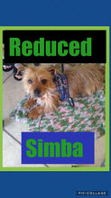 SOLD- Click On Picture For More Info- Deposit for Simba
