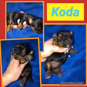 SOLD- Click On Picture For More Info- Deposit for Koda