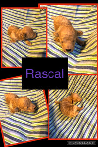 HOLD- Click On Picture For More Info- Deposit for Rascal