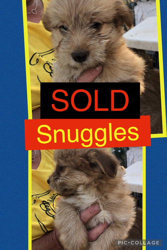 SOLD- Click On Picture For More Info- Deposit for Snuggles