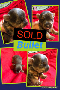 SOLD-Click On Picture For More Info- Deposit for Bullet