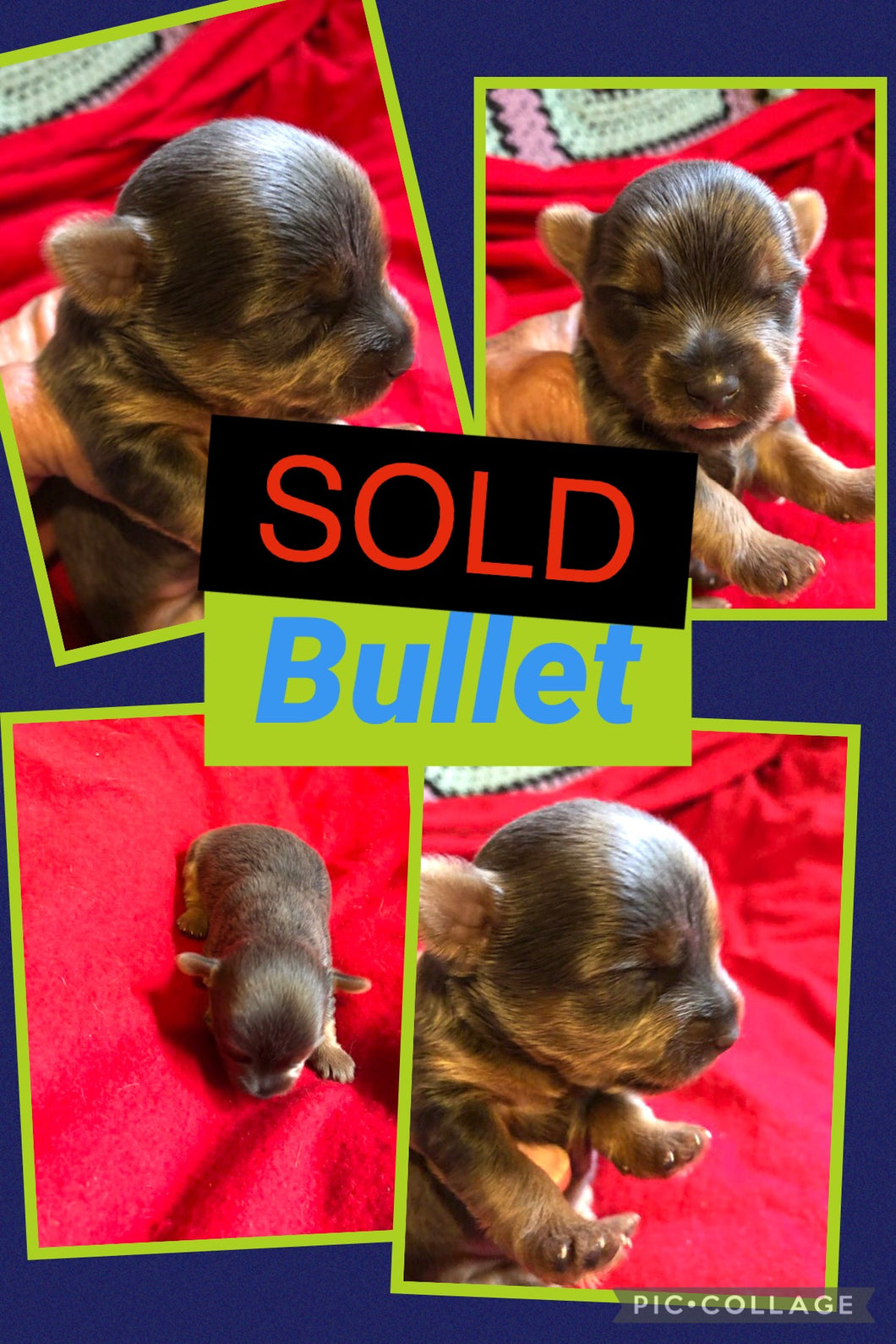 SOLD-Click On Picture For More Info- Deposit for Bullet