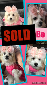 SOLD- Click On Picture For More Info- Deposit for BeBe