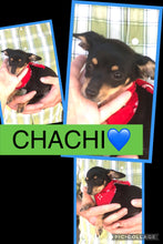 SOLD- Click On Picture For More Info- Deposit for Chachi