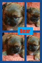 SOLD- Click On Picture For More Info- Deposit for Bear