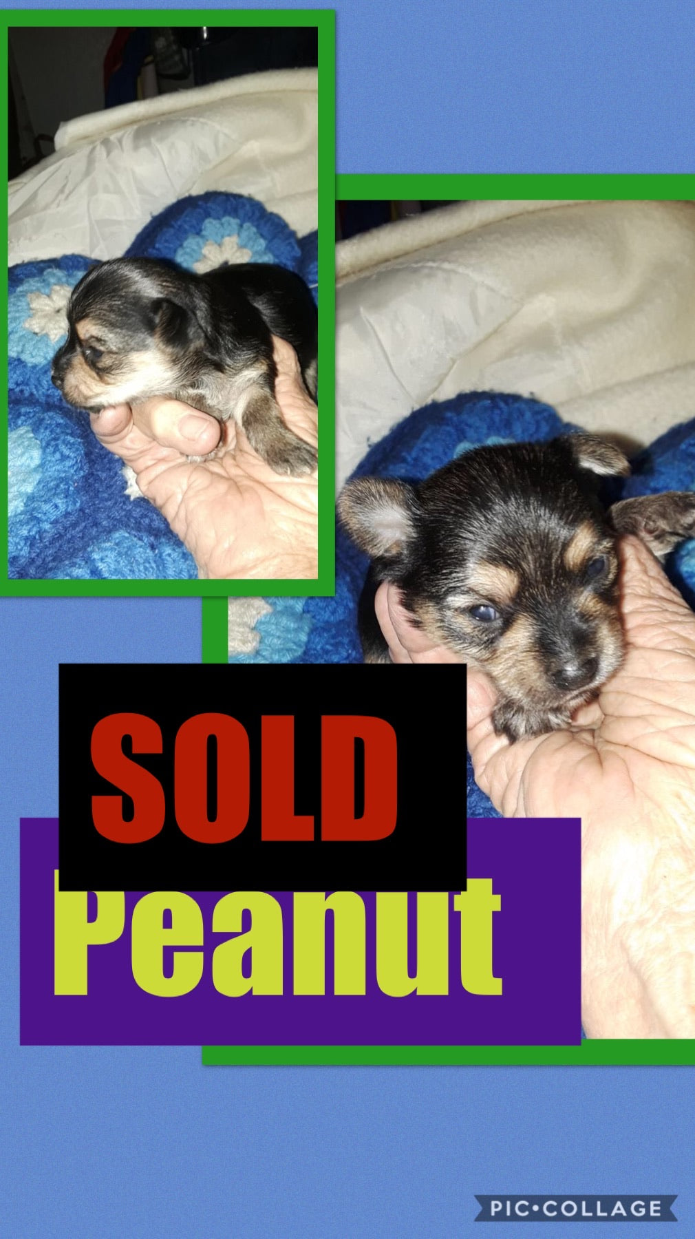 SOLD- Click On Picture For More Info- Deposit for Peanut